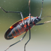 Are December Bugs Invading? Learn How to Control Them
